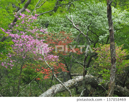 White rhododendrons and Rhododendron tomentosum on Mt. Akagi 137858469