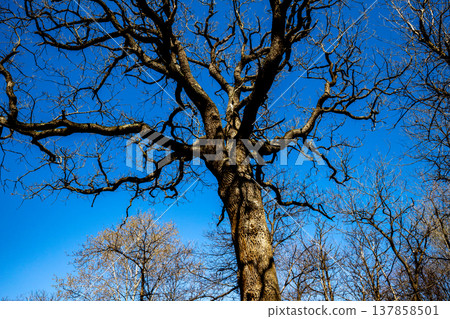 Oak trees in the forest of Marly near Versailles, france Oak trees in the forest of Marly near Versailles, france 137858501
