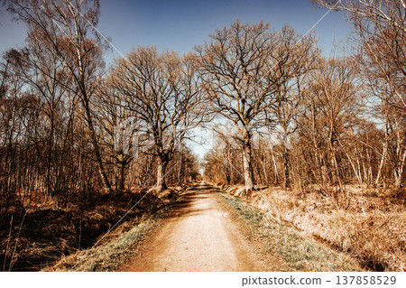 Oak trees in the forest of Marly near Versailles, france Oak trees in the forest of Marly near Versailles, france 137858529