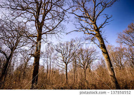 Oak trees in the forest of Marly near Versailles, france 137858552
