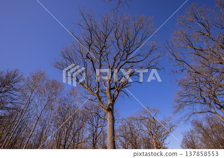 Oak trees in the forest of Marly near Versailles, france Oak trees in the forest of Marly near Versailles, france 137858553