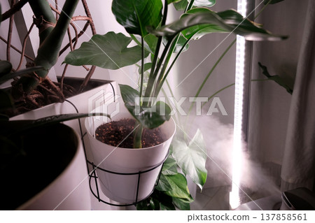 Plant Care with Humidifier, Phytolamp for Houseplants: Alocasia odora, Strelitzia regina, and Monstera Deliciosa 137858561