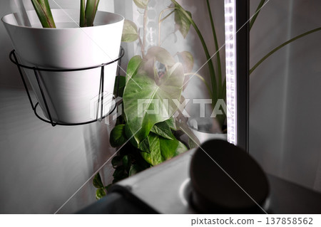 Plant Care with Humidifier, Phytolamp for Houseplants: Alocasia odora, Strelitzia regina, and Monstera Deliciosa Plant Care with Humidifier, Phytolamp for Houseplants: Alocasia odora, Strelitzia regina, and Monstera Deliciosa 137858562
