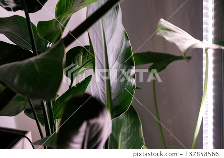 Plant Care with Humidifier, Phytolamp for Houseplants: Alocasia odora, Strelitzia regina, and Monstera Deliciosa 137858566