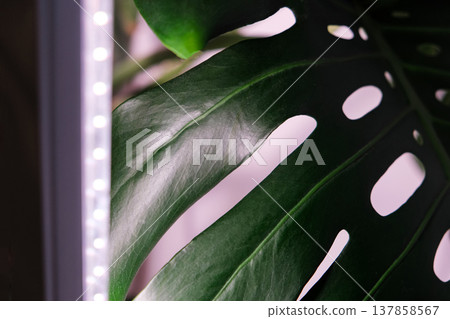 Monstera Deliciosa leaf with a vertical stylish phytolamp for full spectrum lighting. indoor plant care Monstera Deliciosa leaf with a vertical stylish phytolamp for full spectrum lighting. indoor plant care 137858567