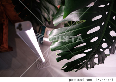 Monstera Deliciosa leaf with a vertical stylish phytolamp for full spectrum lighting. indoor plant care Monstera Deliciosa leaf with a vertical stylish phytolamp for full spectrum lighting. indoor plant care 137858571