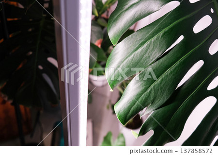 Monstera Deliciosa leaf with a vertical stylish phytolamp for full spectrum lighting. indoor plant care Monstera Deliciosa leaf with a vertical stylish phytolamp for full spectrum lighting. indoor plant care 137858572