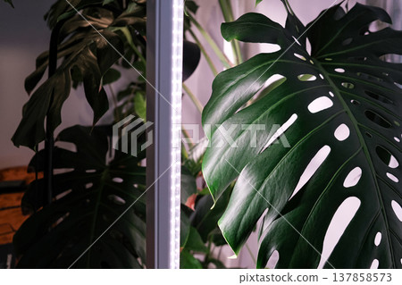 Monstera Deliciosa leaf with a vertical stylish phytolamp for full spectrum lighting. indoor plant care Monstera Deliciosa leaf with a vertical stylish phytolamp for full spectrum lighting. indoor plant care 137858573