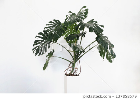 Monstera Deliciosa with Support Tape in White Pot 137858579