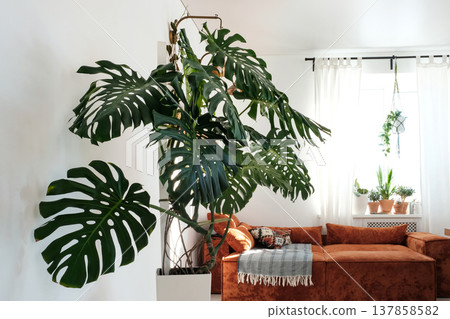 Monstera Deliciosa in Modern Fusion Interior with Red Couch 137858582