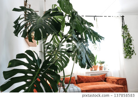 Monstera Deliciosa in Modern Fusion Interior with orange Couch Monstera Deliciosa in Modern Fusion Interior with orange Couch 137858583