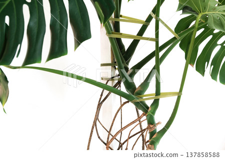 Monstera Deliciosa with Support Tape in White Pot Monstera Deliciosa with Support Tape in White Pot 137858588