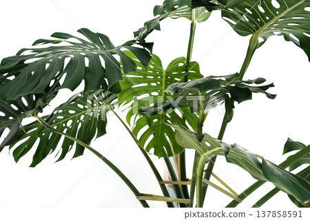 Monstera Deliciosa with Support Tape in White Pot Monstera Deliciosa with Support Tape in White Pot 137858591