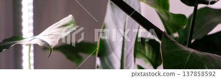 Banner. Strelitzia regina, Alocasia odora leaf with a vertical stylish phytolamp for full spectrum lighting Banner. Strelitzia regina, Alocasia odora leaf with a vertical stylish phytolamp for full spectrum lighting 137858592