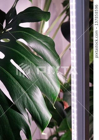 Banner. Monstera Deliciosa leaf with a vertical stylish phytolamp for full spectrum lighting. indoor plant care Banner. Monstera Deliciosa leaf with a vertical stylish phytolamp for full spectrum lighting. indoor plant care 137858596