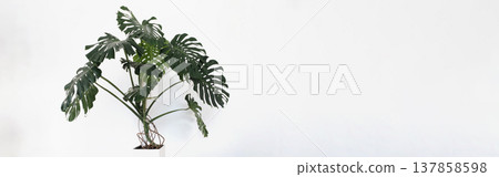 Monstera delicatessen or Swiss cheese home plant on a white background Subtropical landscaping concept. banner Monstera delicatessen or Swiss cheese home plant on a white background Subtropical landscaping concept. banner 137858598