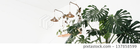 Monstera delicatessen or Swiss cheese home plant on a white background Subtropical landscaping concept. banner Monstera delicatessen or Swiss cheese home plant on a white background Subtropical landscaping concept. banner 137858599