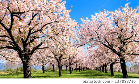 Twelve rows of cherry trees 137858716