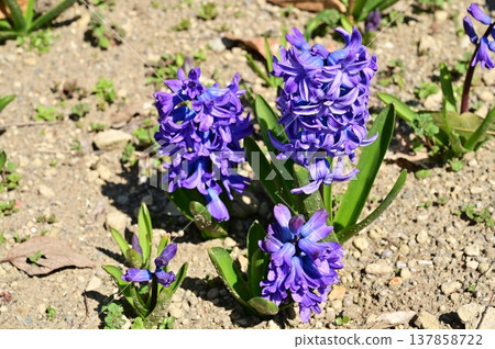 風信子（天門冬科），藍鈴花亞科 137858722