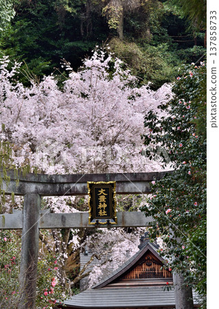 The torii gate and cherry blossoms of Otoyama Shrine The torii gate and cherry blossoms of Otoyama Shrine 137858733