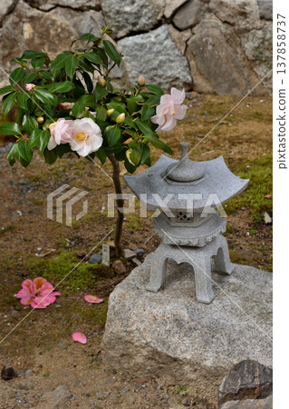 音山神社的燈籠與山茶花 音山神社的燈籠與山茶花 137858737