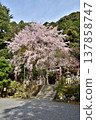 Weeping cherry blossoms at Otoyo Shrine 137858747