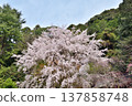 Weeping cherry blossoms at Otoyo Shrine 137858748