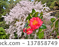 Camellias and weeping cherry trees at Otoyama Shrine 137858749