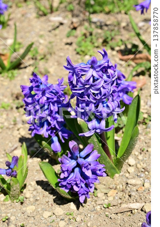 Hyacinth (Asparagaceae family), Scilloideae subfamily Hyacinth (Asparagaceae family), Scilloideae subfamily 137858770