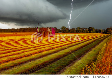 Flax fields in Normandy, France 137858784