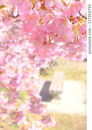 公園景色，河津櫻花盛開。 137858793