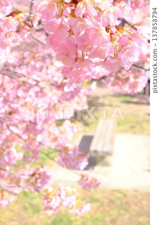 A park scene with Kawazu cherry blossoms in bloom. A park scene with Kawazu cherry blossoms in bloom. 137858794