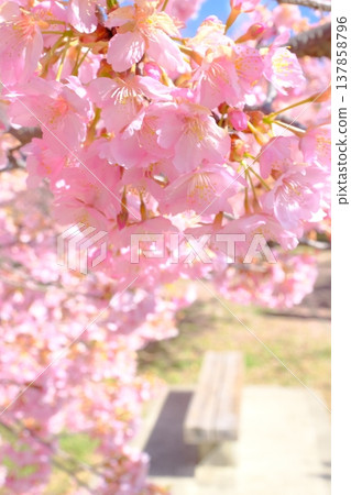 公園景色,河津櫻花盛開。 公園景色,河津櫻花盛開。 137858796