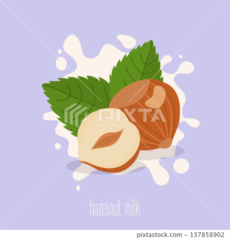 Hazelnut milk. Hazelnuts on a milk splash. Vector illustration. Hazelnut milk. Hazelnuts on a milk splash. Vector illustration. 137858902