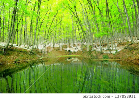 Spring beauty forest Spring beauty forest 137858931