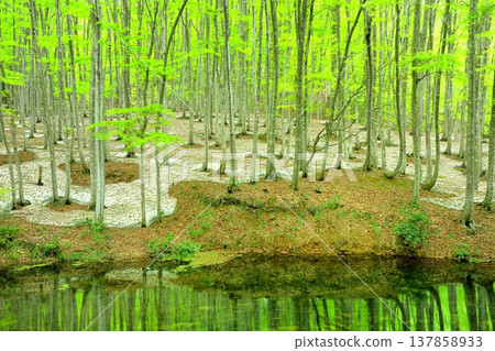 Spring beauty forest Spring beauty forest 137858933
