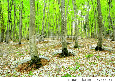 Spring beauty forest 137858934