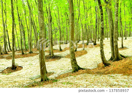 春天的美麗森林 137858937