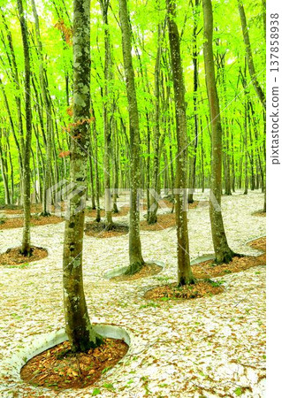 Spring beauty forest 137858938