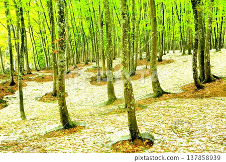 Spring beauty forest 137858939