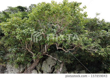 Nature, Plants: Sakishima Hibiscus, native tree form. A gnarled trunk with prominent vertical ridges from which many branches twist and turn. Nature, Plants: Sakishima Hibiscus, native tree form. A gnarled trunk with prominent vertical ridges from which many branches twist and turn. 137859043