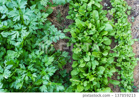 Fresh aromatic herbs growing in a row: cilantro, arugula and parsley, organic greenery background Fresh aromatic herbs growing in a row: cilantro, arugula and parsley, organic greenery background 137859213
