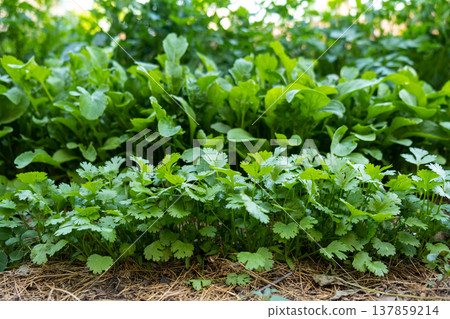 Fresh aromatic herbs growing in a row: cilantro, arugula and parsley, organic greenery background Fresh aromatic herbs growing in a row: cilantro, arugula and parsley, organic greenery background 137859214