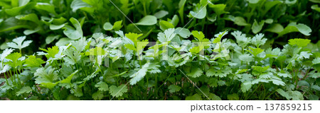 Fresh aromatic herbs growing in a row: cilantro, arugula and parsley, organic greenery background. banner Fresh aromatic herbs growing in a row: cilantro, arugula and parsley, organic greenery background. banner 137859215