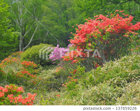 赤木山上的山地杜鵑和絨毛杜鵑(Rhododendron tomentosum)。 赤木山上的山地杜鵑和絨毛杜鵑(Rhododendron tomentosum)。 137859226