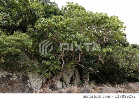 Nature - Plants - Sakishima Hibiscus, widely distributed in tropical and subtropical regions. It grows naturally on coastlines exposed to seawater. 137859252