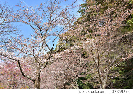 櫻花在哲學的道路上 137859254