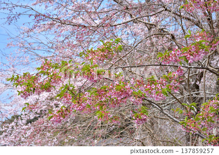 Cherry blossoms on the way of philosophy Cherry blossoms on the way of philosophy 137859257