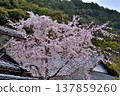 Cherry blossoms at Nanzenji Zen Center 137859260