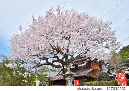 Cherry blossoms on the way of philosophy Cherry blossoms on the way of philosophy 137859262